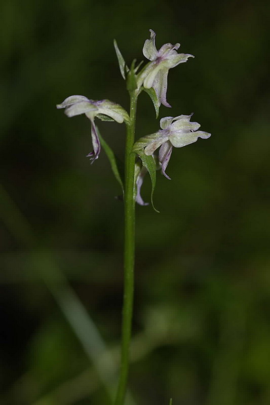 Image of Dactylorhiza &times; mixta specimen.