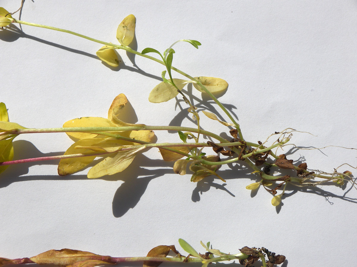 Image of Epilobium anagallidifolium specimen.