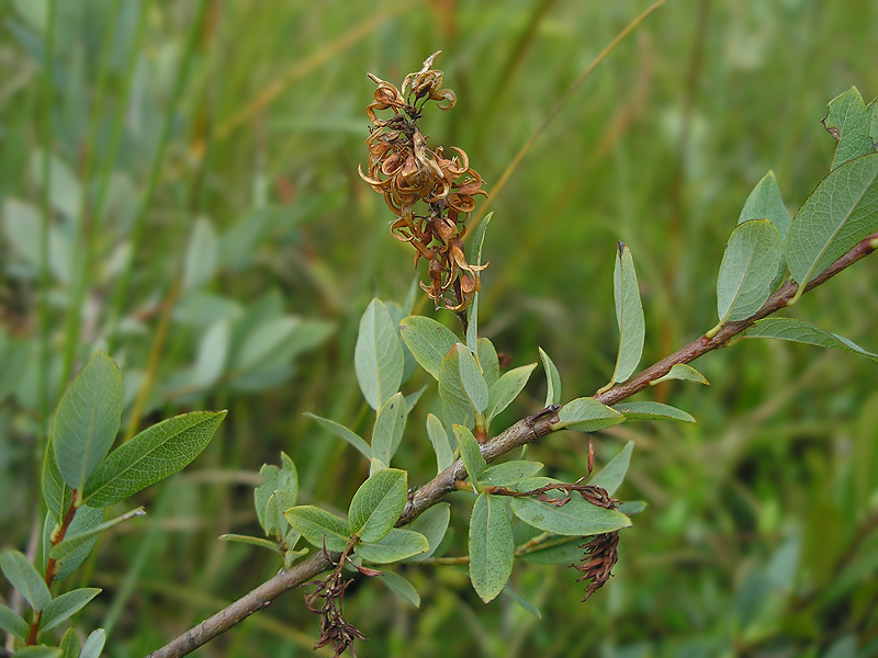 Изображение особи Salix myrtilloides.