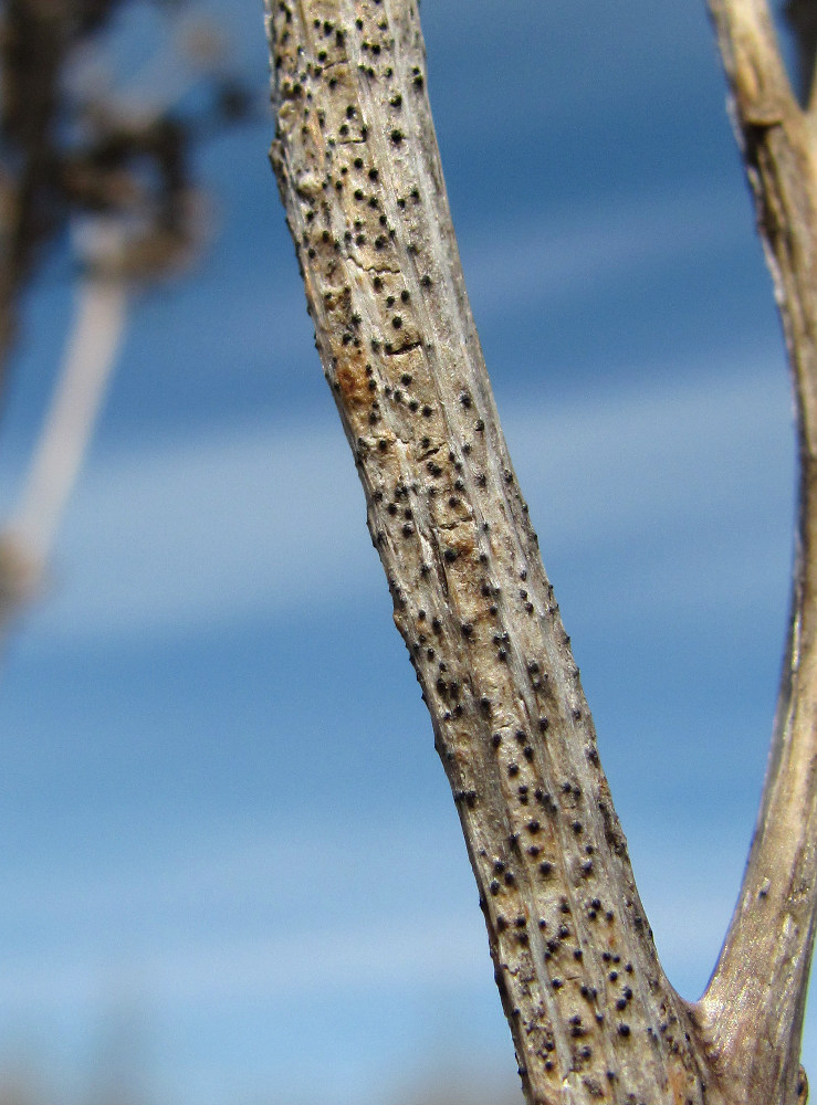 Image of Chenopodium album specimen.