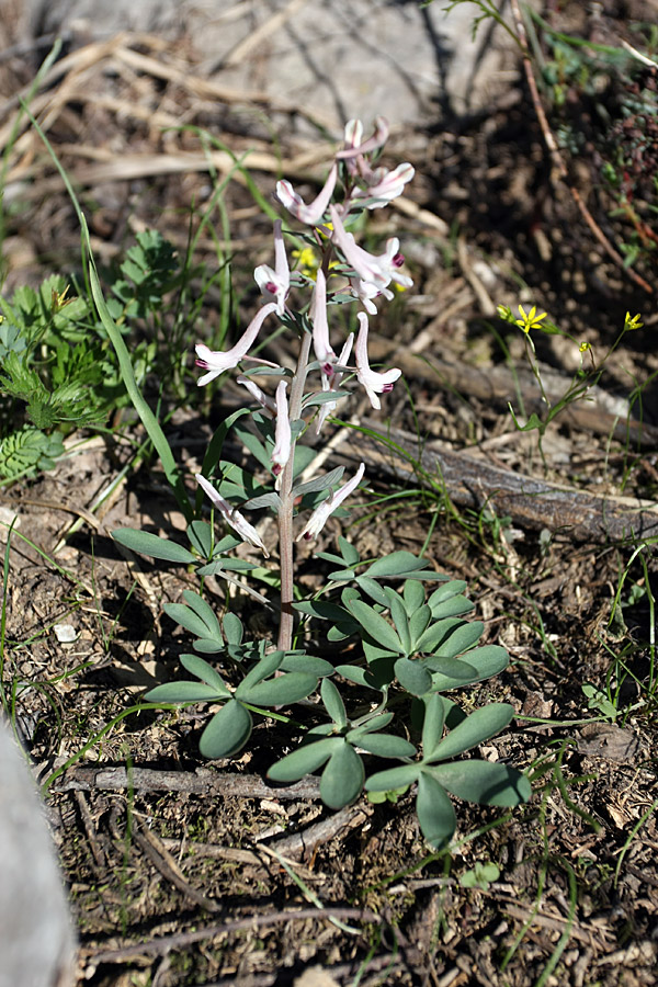 Image of Corydalis ruksansii specimen.