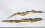Calamagrostis teberdensis