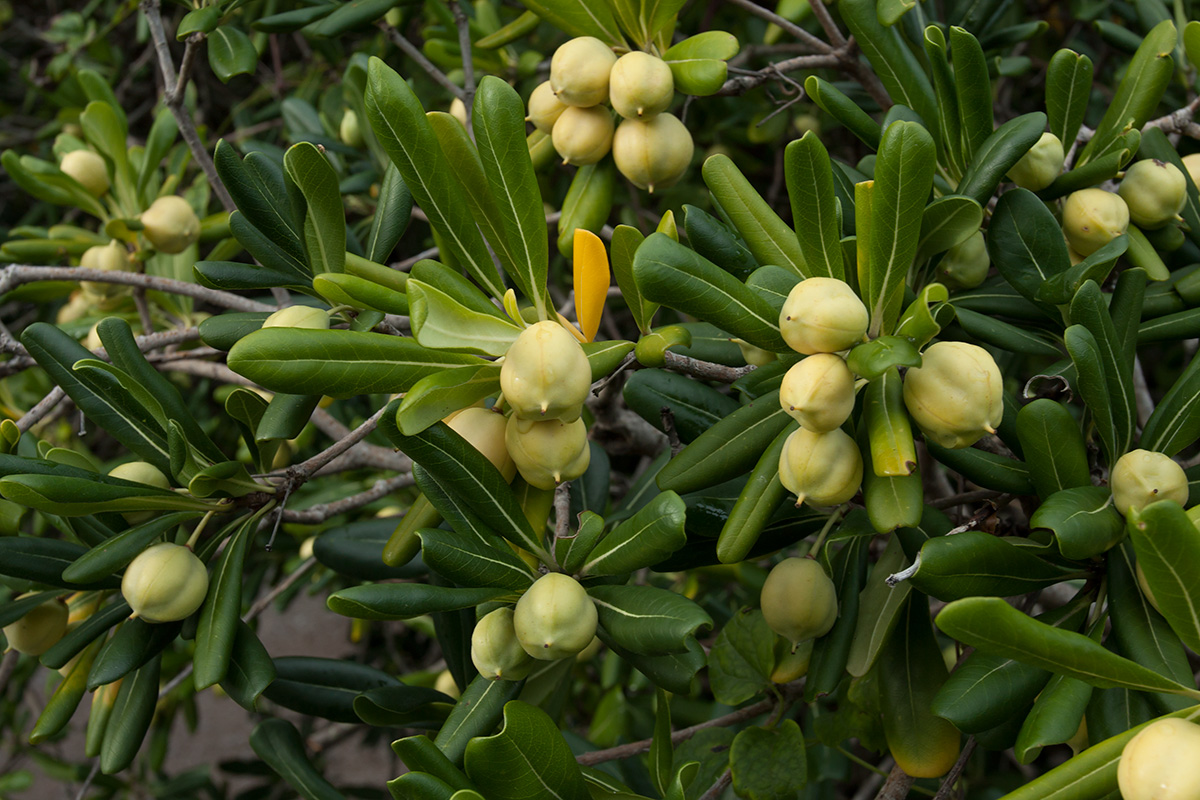 Кустарник Pittosporum Tobira