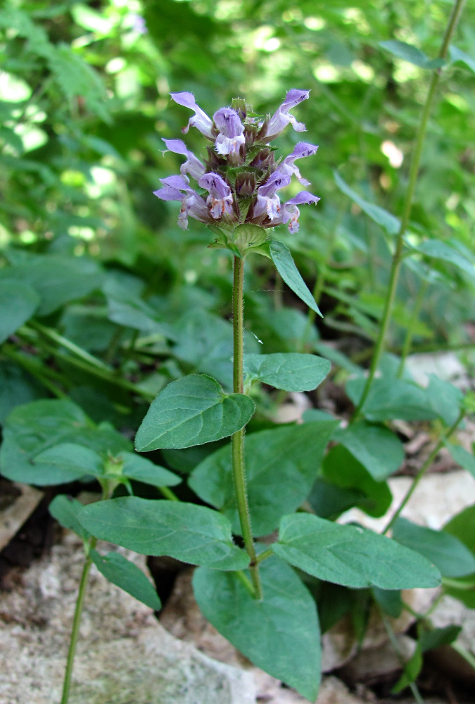 Изображение особи Prunella gracillicaulia.