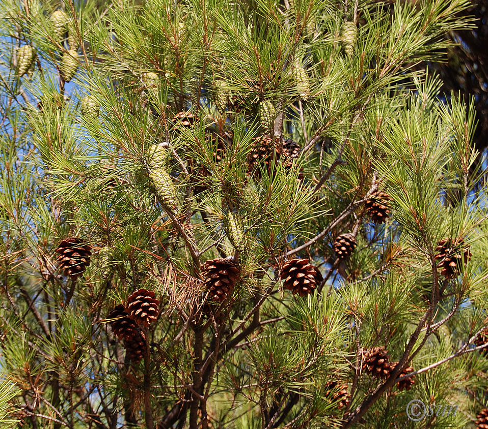 Изображение особи Pinus halepensis.