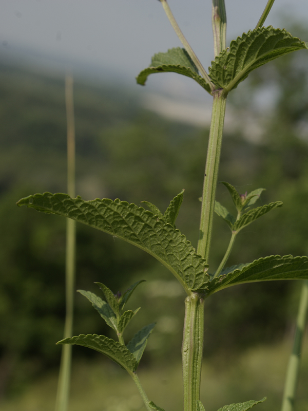 Изображение особи Nepeta nuda.