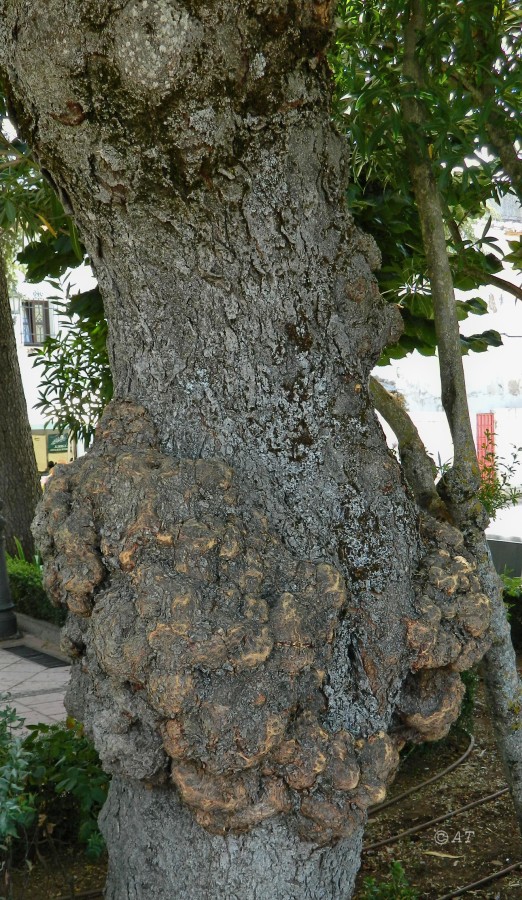 Image of Gleditsia triacanthos specimen.