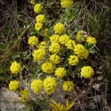 Alyssum lenense