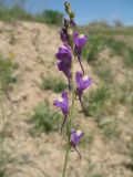 Linaria transiliensis. Соцветие. Южный Казахстан, Жамбылская обл., окр. с. Акыртобе; южная часть песков Мойынкум, полузакреплённые пески. 30 апреля 2011 г.