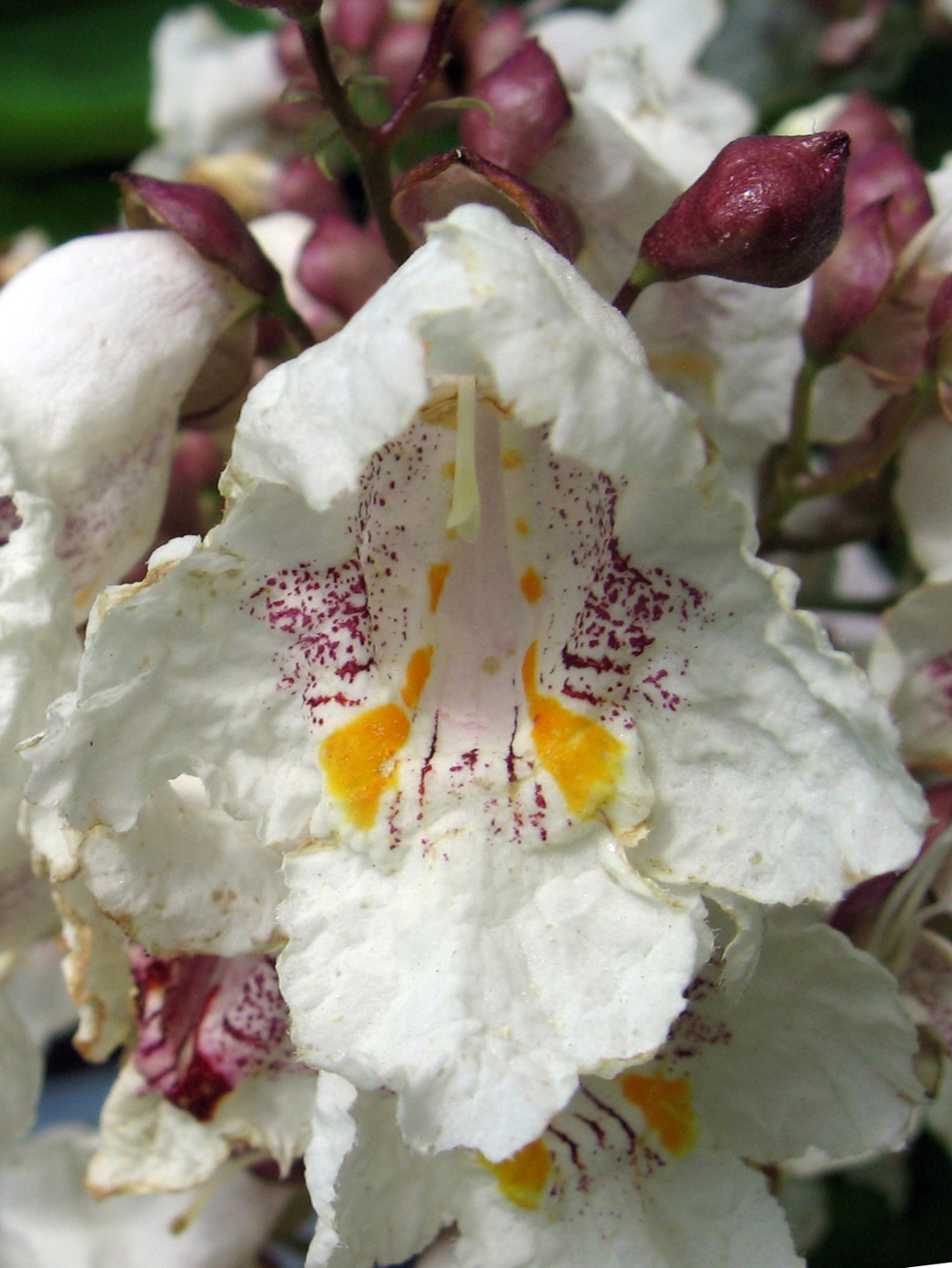 Изображение особи Catalpa bignonioides.