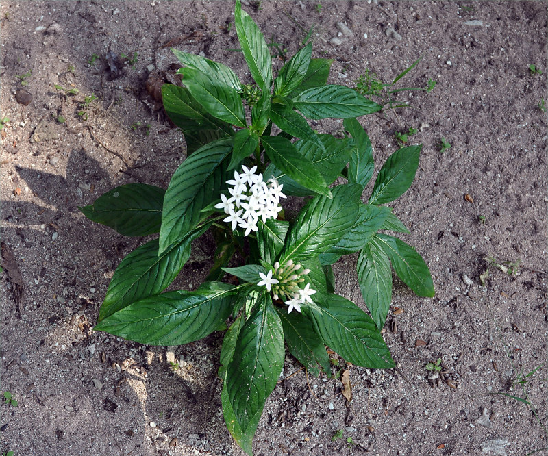 Image of Pentas lanceolata specimen.