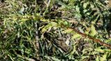 Persicaria hydropiper