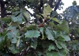 Quercus dentata. Верхушка ветви с плодами. Приморье, Хасанский р-н, полуостров Гамова, окр. мыса Гамова, широколиственный лес. 27.08.2015.