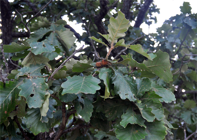 Изображение особи Quercus dentata.