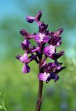 Anacamptis morio подвид caucasica. Соцветие. Украина, Крым, Бахчисарайский р-н, на юго-запад от с. Красный Мак, пещерный город Эски-Кермен, на известняковых скалах. 23 апреля 2008 г.