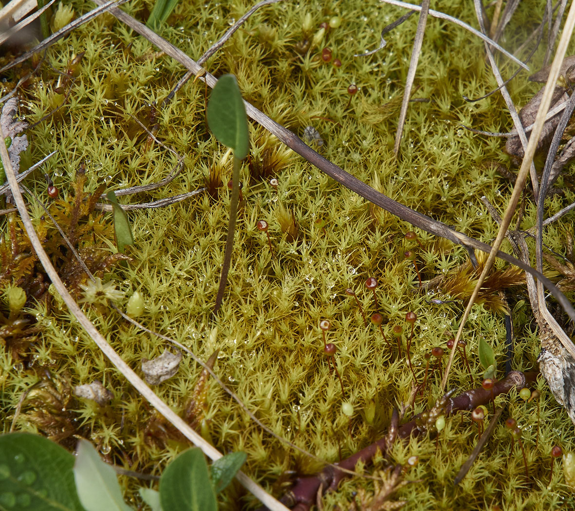 Image of familia Bartramiaceae specimen.