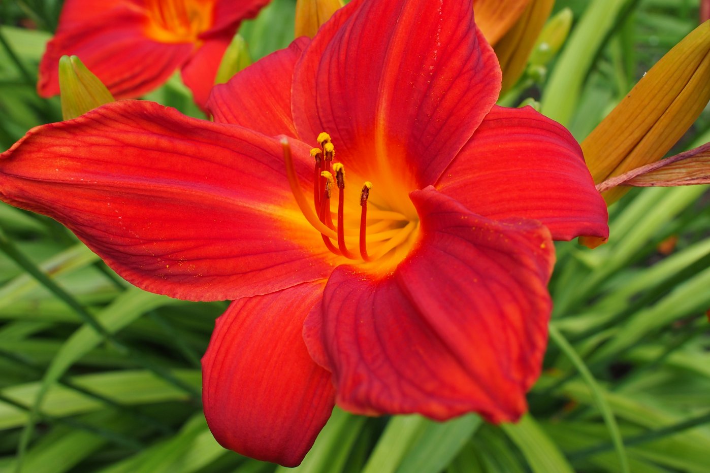 Изображение особи Hemerocallis &times; hybrida.