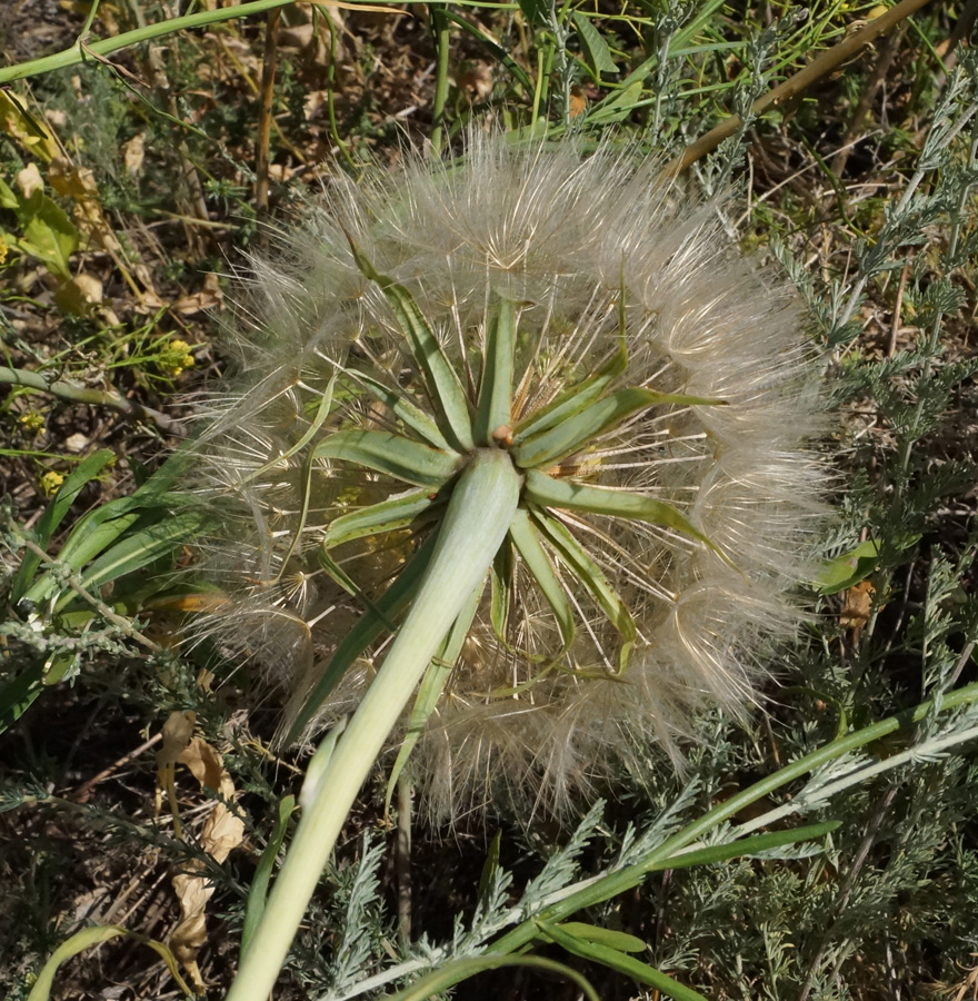 Image of Tragopogon dubius ssp. major specimen.