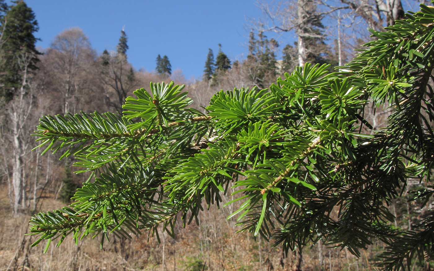 Изображение особи Abies nordmanniana.