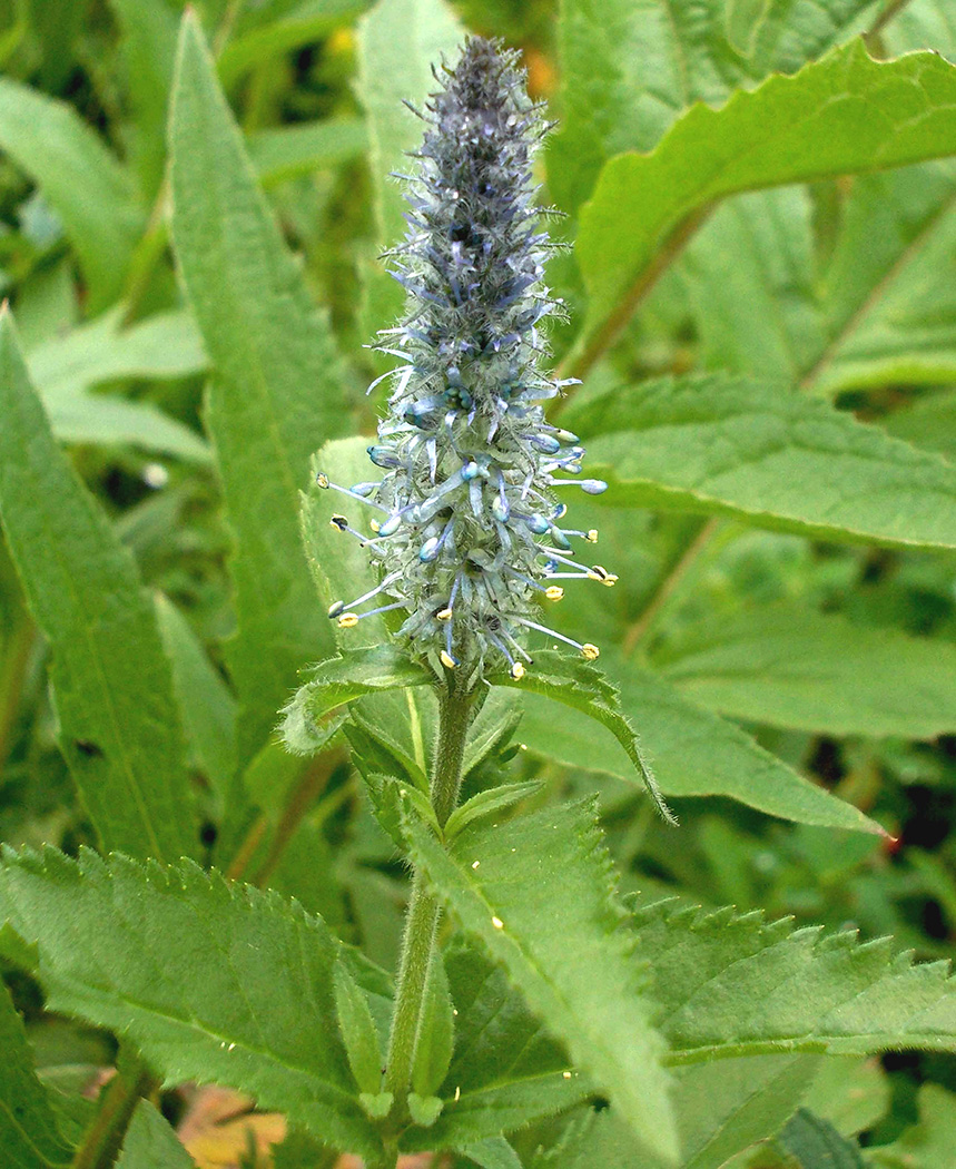 Изображение особи Veronica sajanensis.