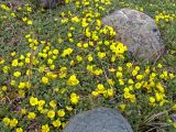 Potentilla acaulis. Цветущие растения. Горный Алтай, долина р. Чуя в р-не порога Бегемот, степь. Начало мая 2010 г.