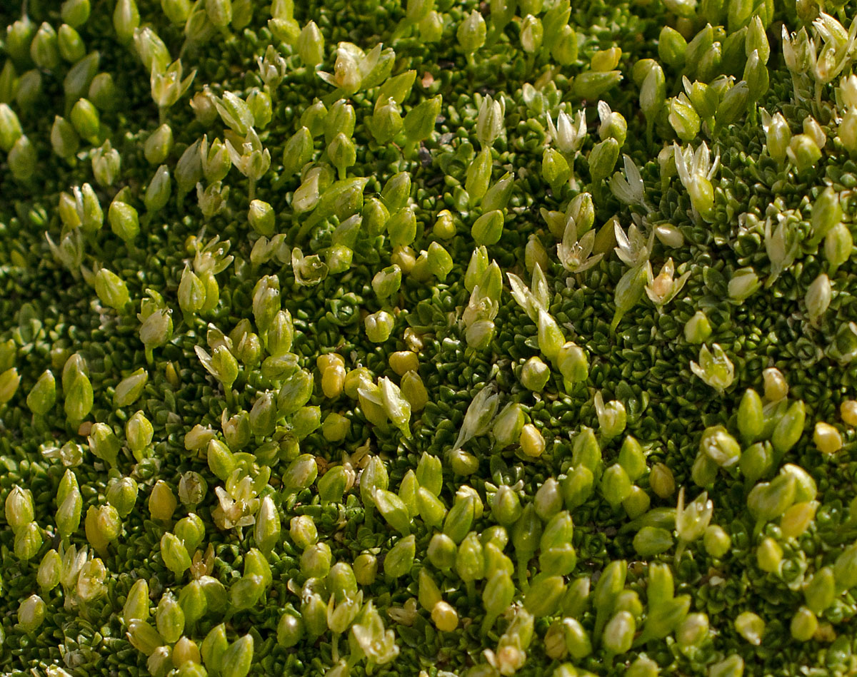 Image of Stellaria pulvinata specimen.