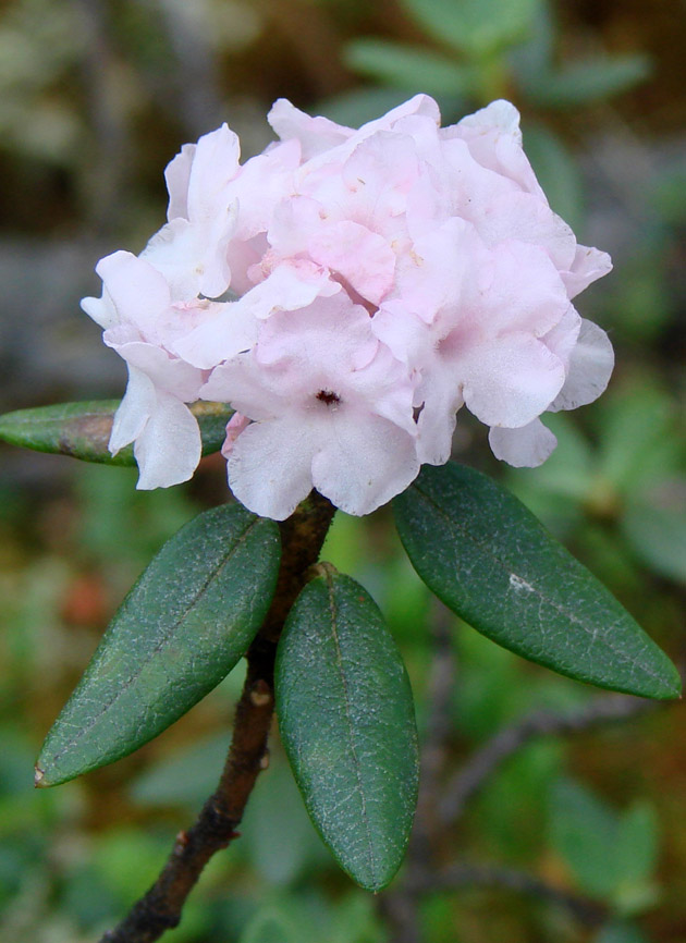 Изображение особи Rhododendron adamsii.