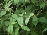 Philadelphus coronarius