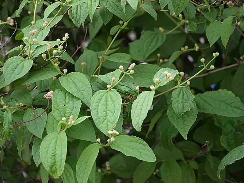 Изображение особи Philadelphus coronarius.