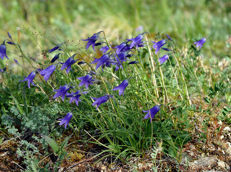 Image of Campanula turczaninovii specimen.