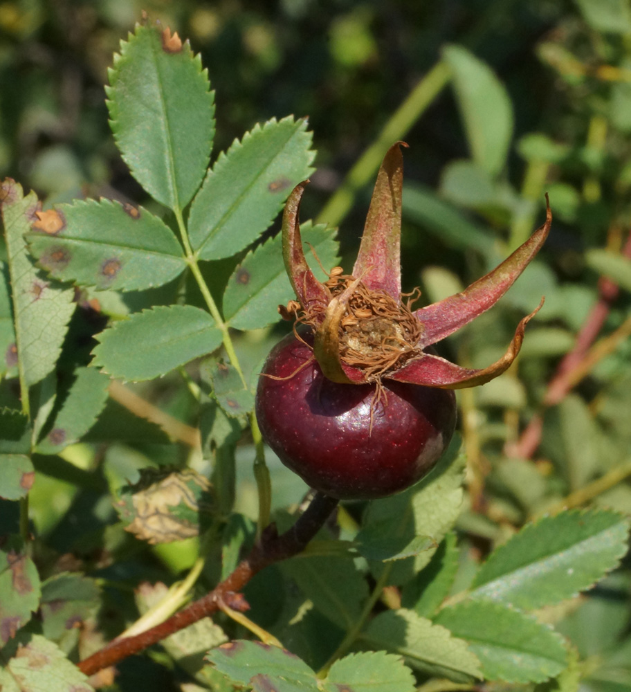 Image of Rosa spinosissima specimen.