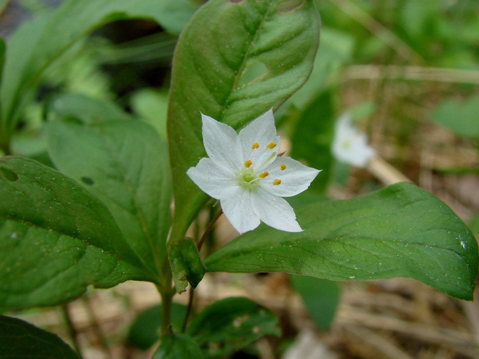 Image of Trientalis europaea specimen.