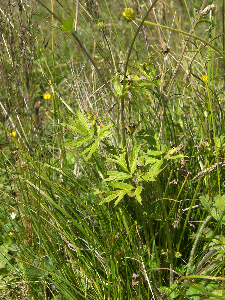 Image of Ranunculus caucasicus specimen.