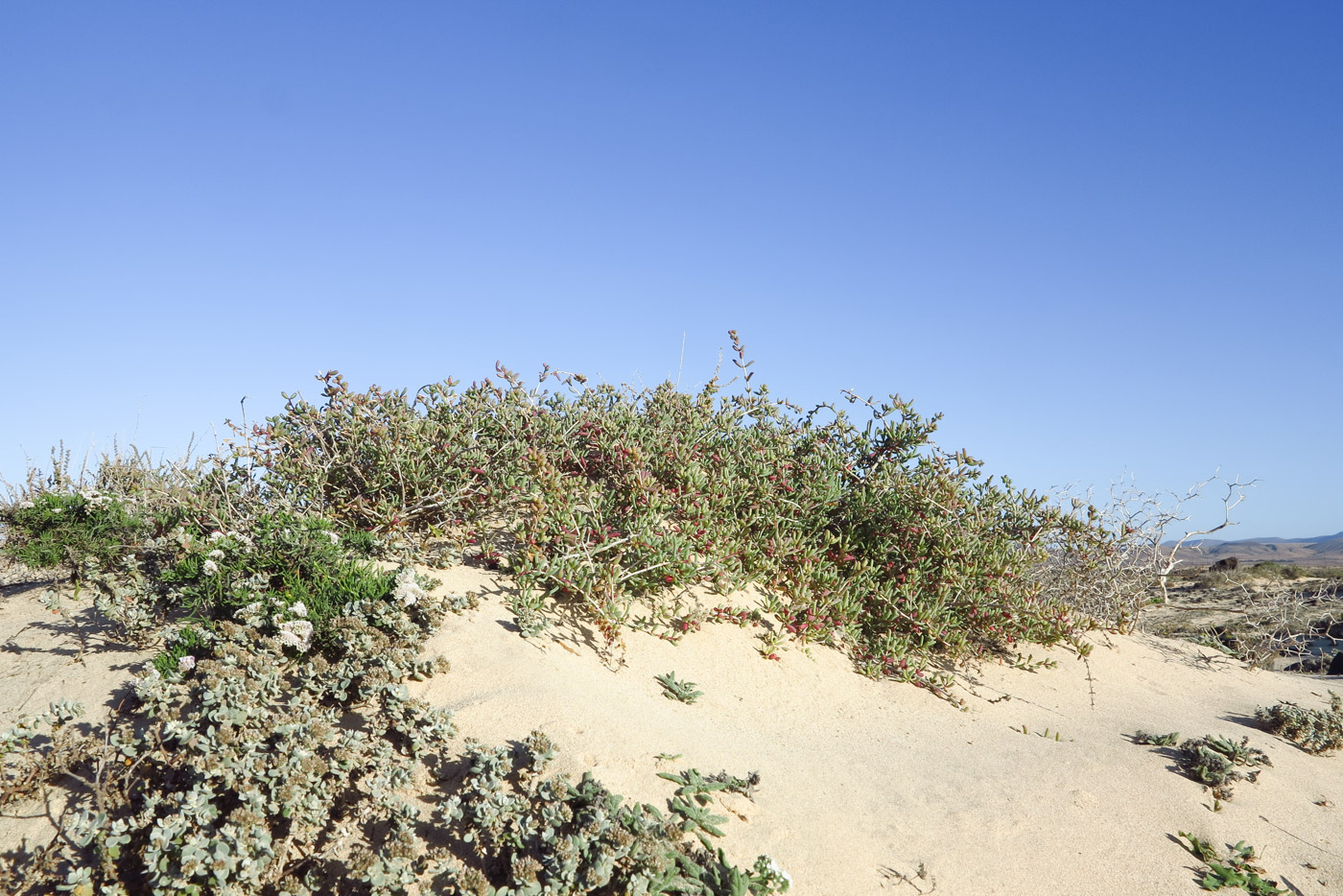 Image of Salsola divaricata specimen.