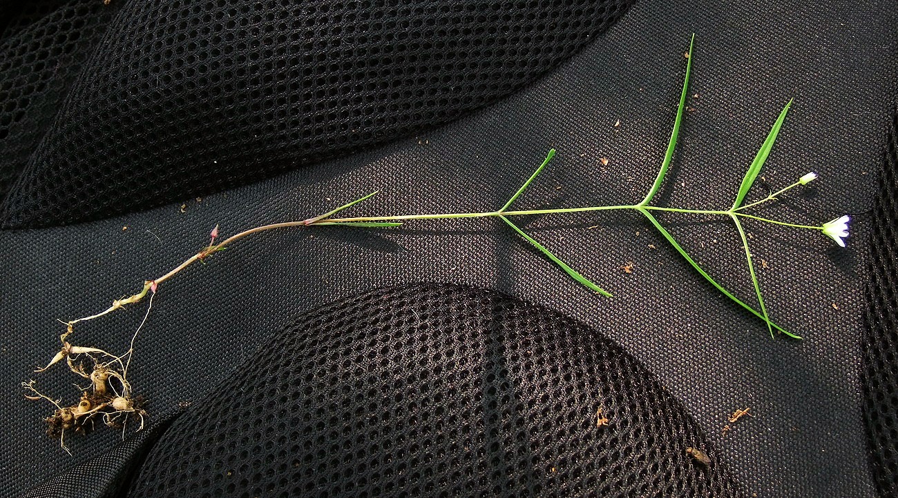 Image of Pseudostellaria sylvatica specimen.