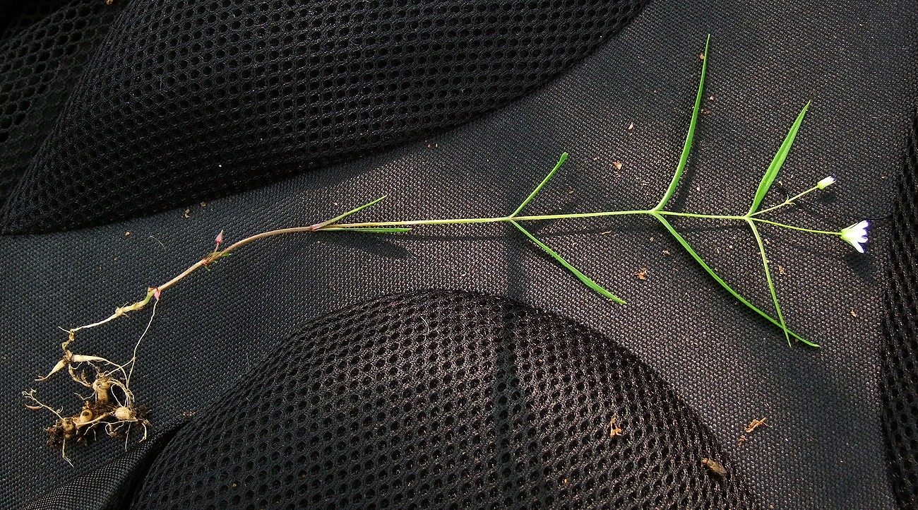 Изображение особи Pseudostellaria sylvatica.