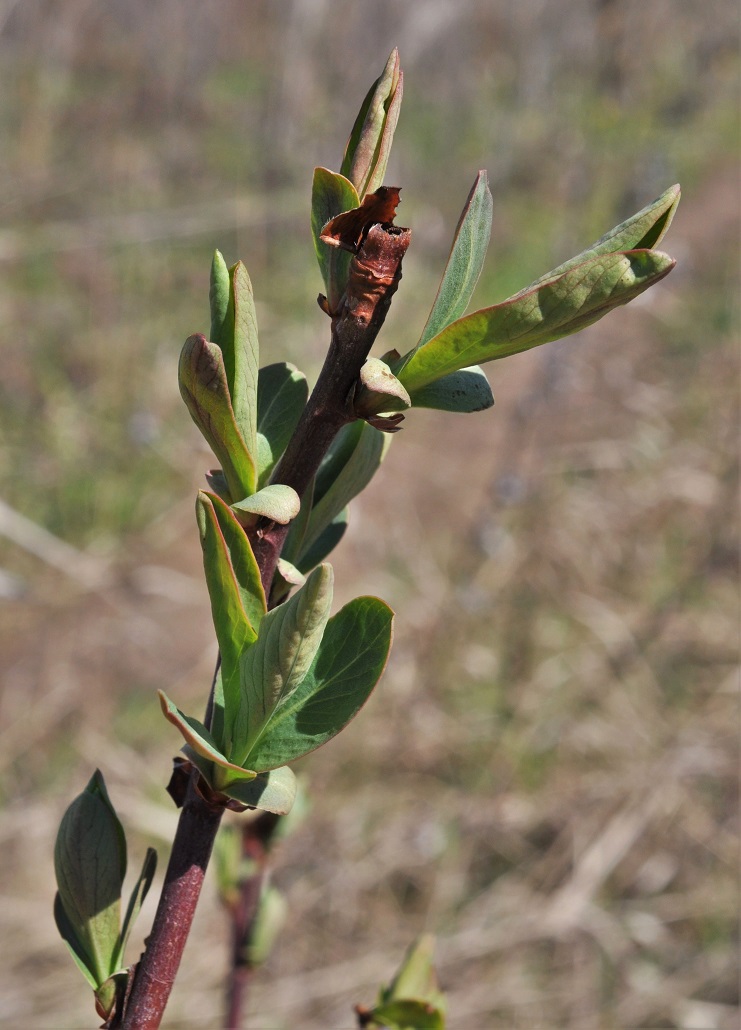 Image of Sibiraea altaiensis specimen.