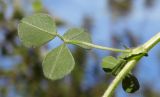 Medicago lupulina