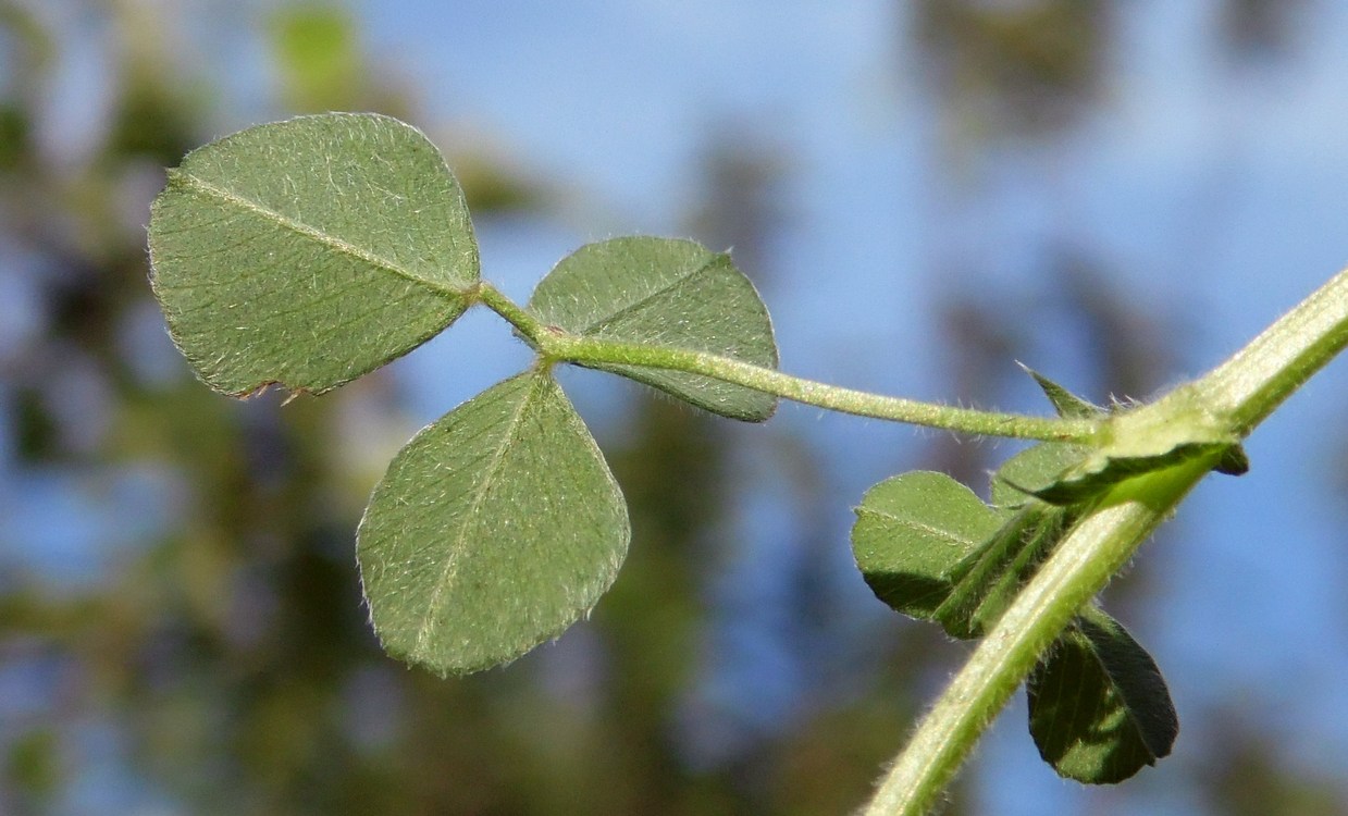 Image of Medicago lupulina specimen.