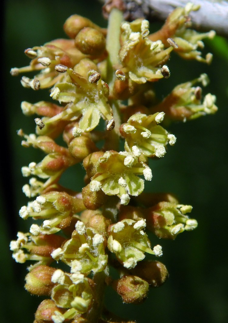 Image of Gleditsia triacanthos specimen.