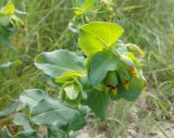 Cerinthe minor