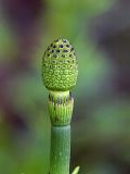 Equisetum fluviatile. Стробил на верхушке побега. Санкт-Петербург, Пискарёвский парк. 29.05.2009.