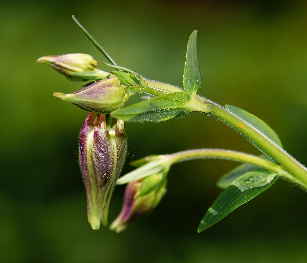 Image of Aquilegia vulgaris specimen.