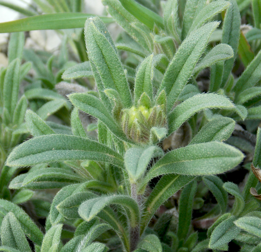 Image of Onosma montana specimen.