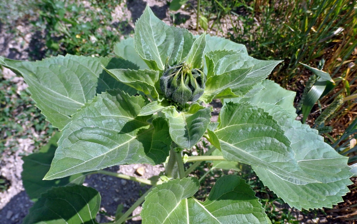 Image of Helianthus annuus specimen.