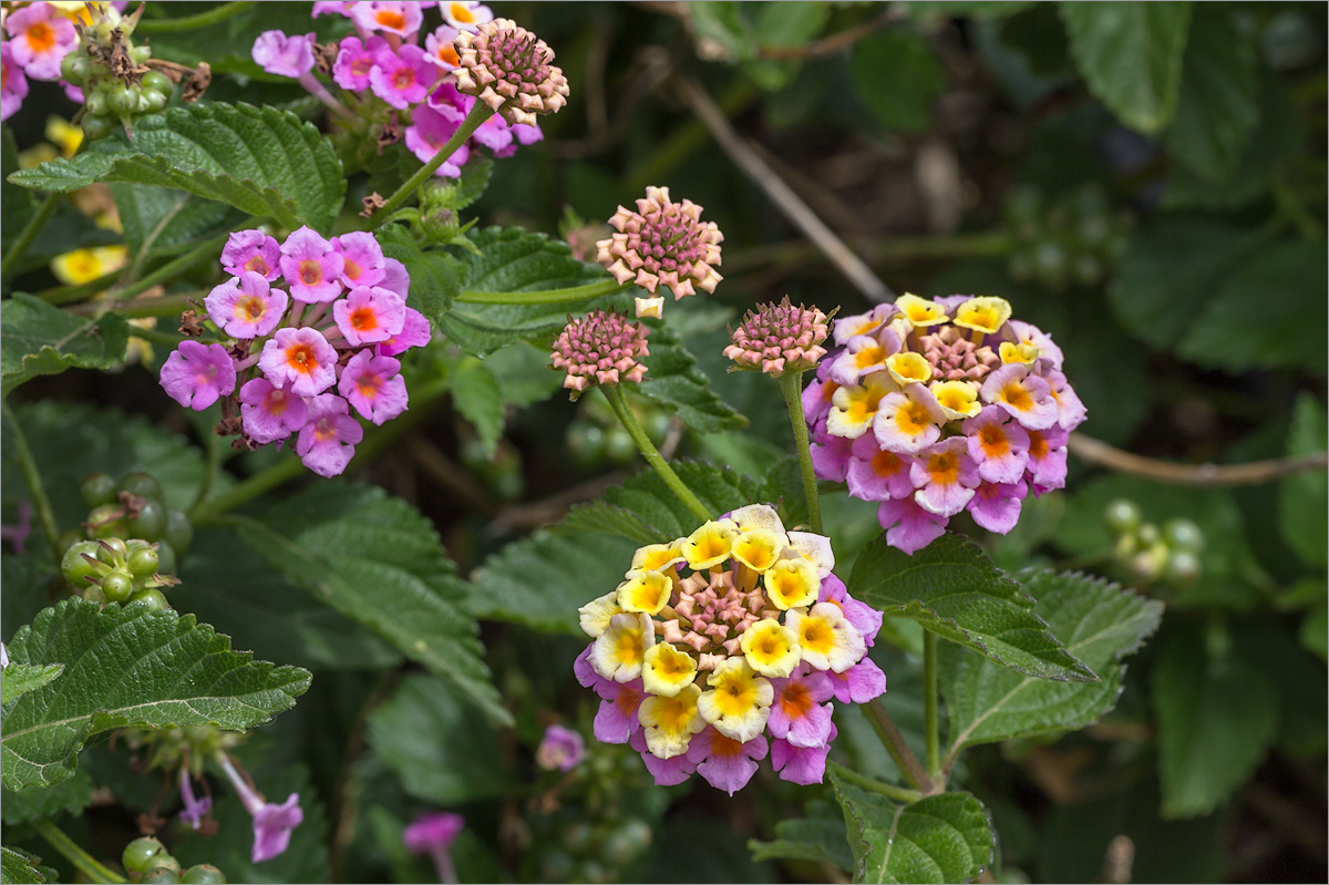 Image of Lantana camara specimen.