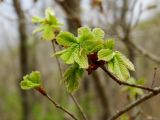 Quercus dentata. Ветвь с молодыми листьями. Приморье, Хасанский р-н, п-в Гамова, бухта Теляковского, смешанный лес. 03.05.2015.