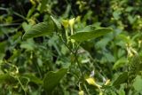 Aristolochia clematitis