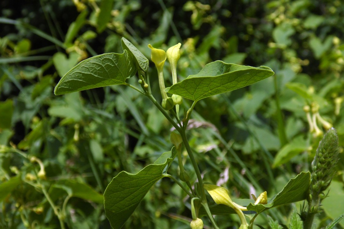 Изображение особи Aristolochia clematitis.