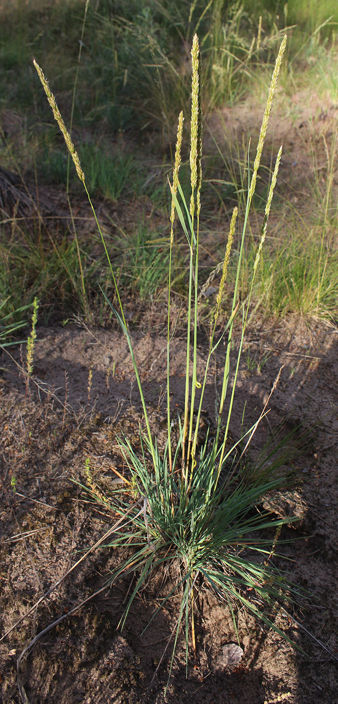 Image of Koeleria sabuletorum specimen.